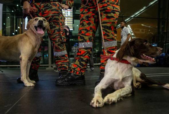 Dentie Frankie terbang ke Turkiye