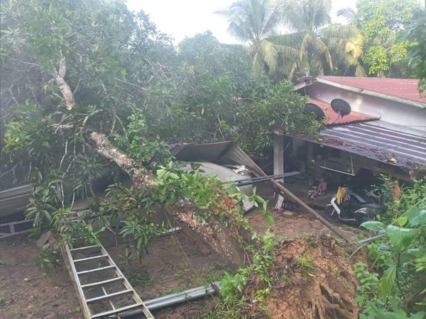 POKOK TUMBANG MENGHEMPAP SEBUAH RUMAH DI KAMPUNG LAYANGAN
